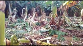 ಕಾಡಾನೆ ದಾಳಿ ಬಾಳೆ ಬೆಳೆನಾಶ