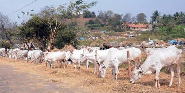 ಹೇಮಗಿರಿ ದನಗಳ ಜಾತ್ರೆಯ ರಾಸುಗಳ ಸುಂಕ ಮನ್ನಾ .