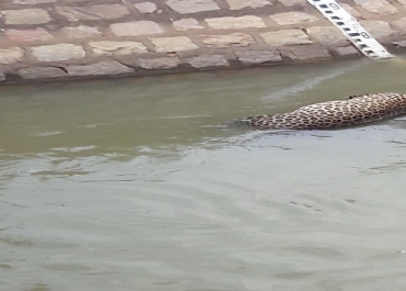 ಹೆಬ್ಬಕವಾಡಿ ಸುತ್ತಕಟ್ಟೆಯಲ್ಲಿ ಚಿರತೆ ಶವ ಪತ್ತೆ.